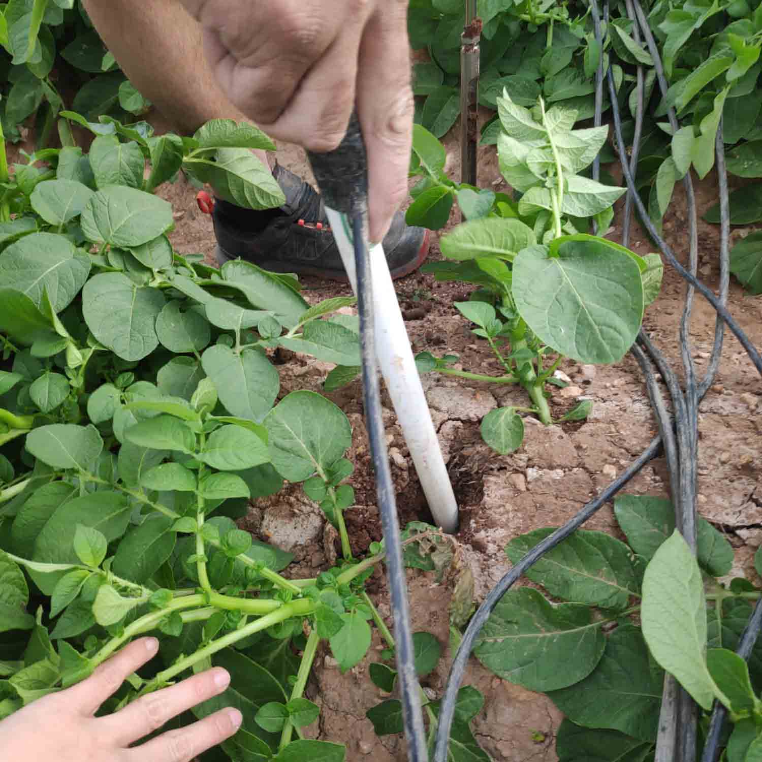 FINCA COLABORADORA PATATA_PROYECTO MICROMAR (1)