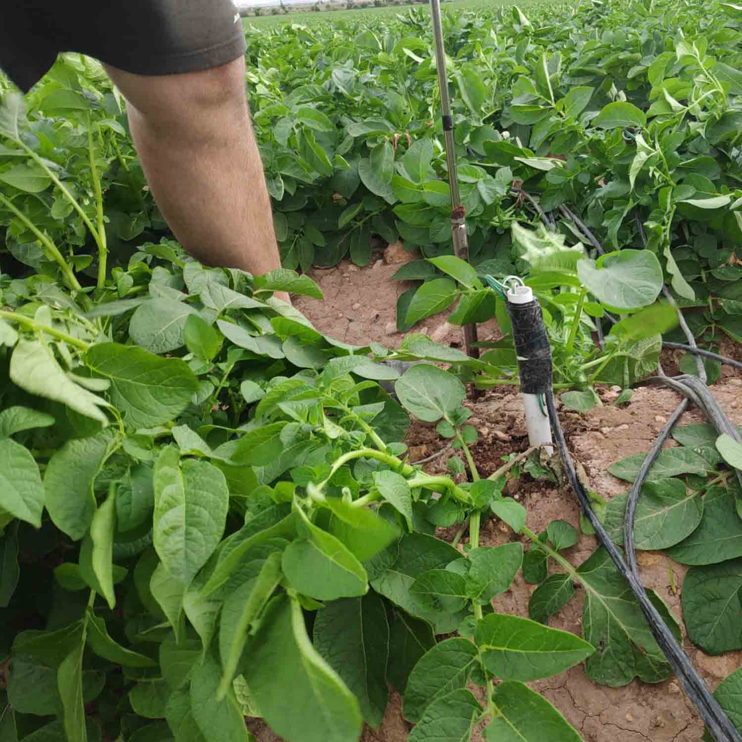 FINCA COLABORADORA PATATA_PROYECTO MICROMAR (10)