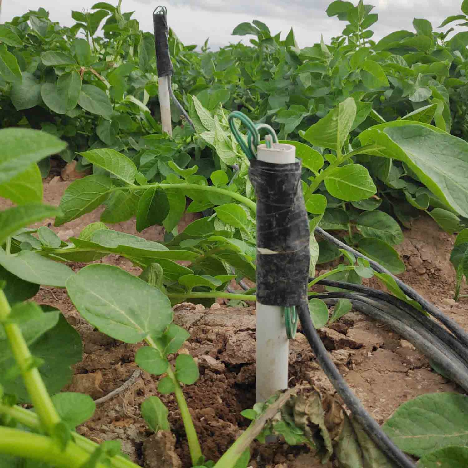 FINCA COLABORADORA PATATA_PROYECTO MICROMAR (11)