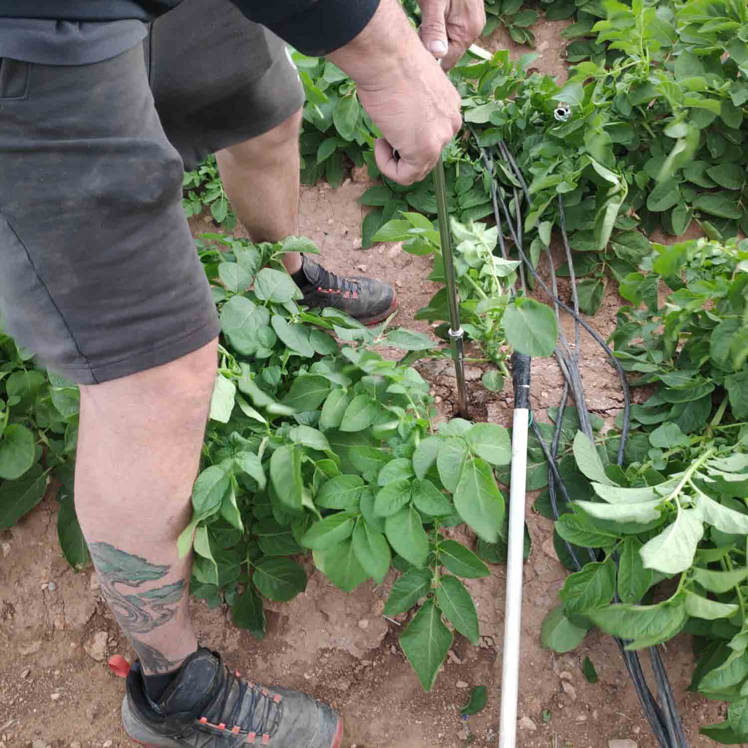 FINCA COLABORADORA PATATA_PROYECTO MICROMAR (13)