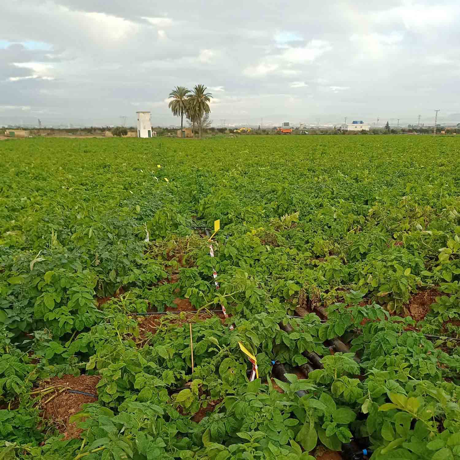 FINCA COLABORADORA PATATA_PROYECTO MICROMAR (2)