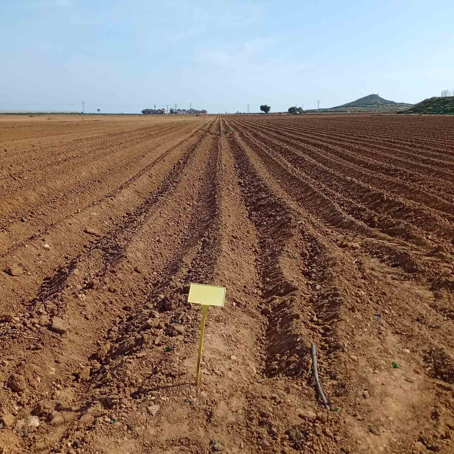 FINCA COLABORADORA PATATA_PROYECTO MICROMAR (3)