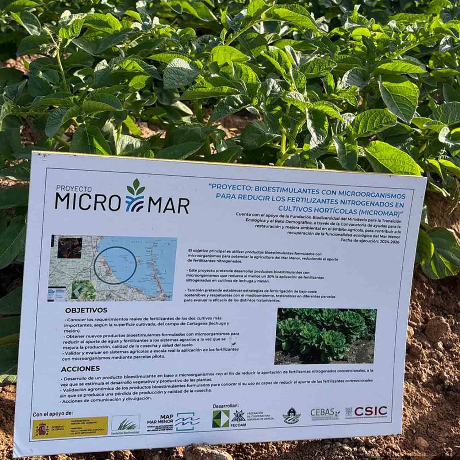 FINCA COLABORADORA PATATA_PROYECTO MICROMAR (4)