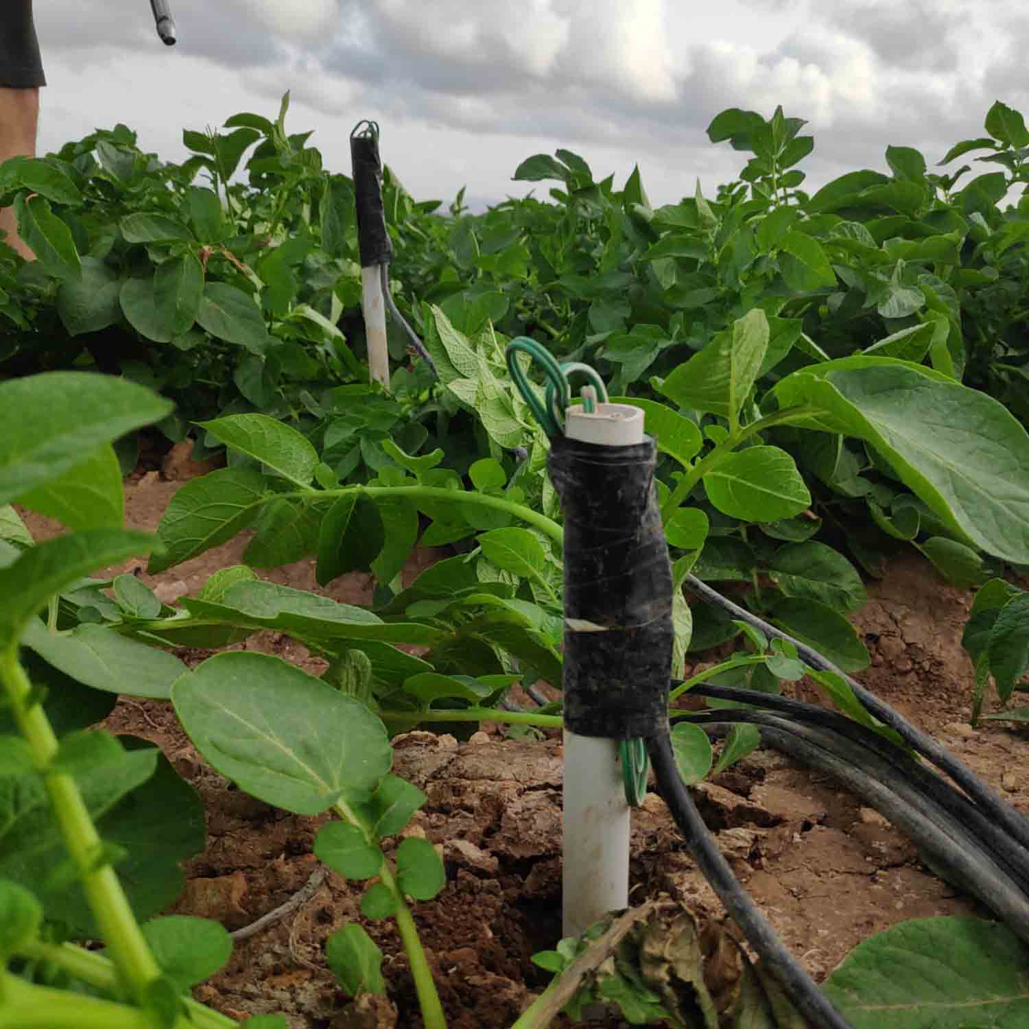 FINCA COLABORADORA PATATA_PROYECTO MICROMAR (5)