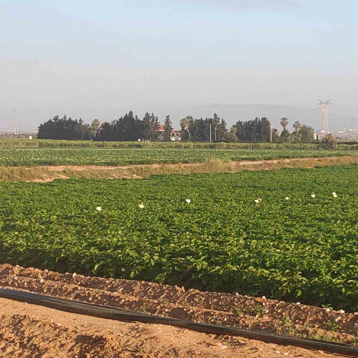 FINCA COLABORADORA PATATA_PROYECTO MICROMAR (6)