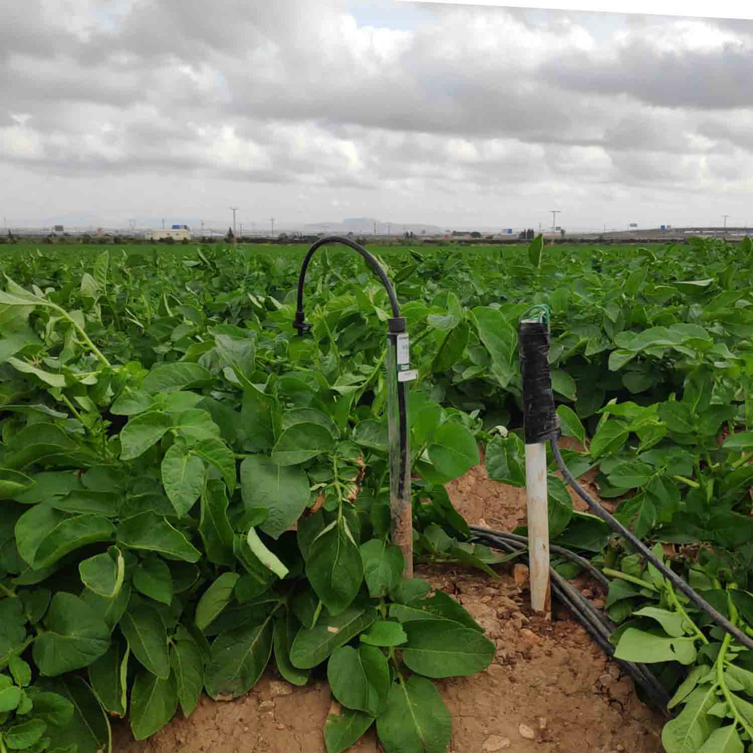 FINCA COLABORADORA PATATA_PROYECTO MICROMAR (7)