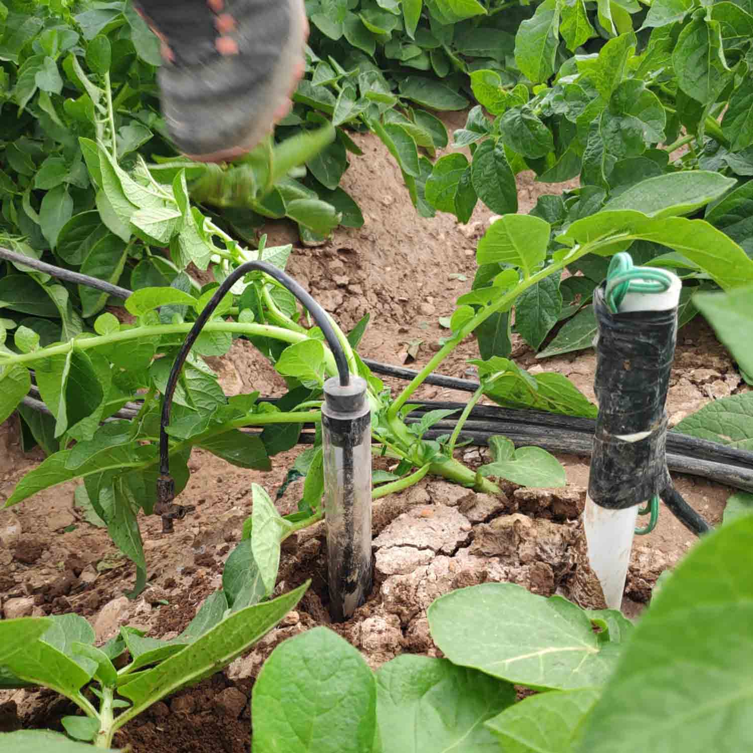 FINCA COLABORADORA PATATA_PROYECTO MICROMAR (8)