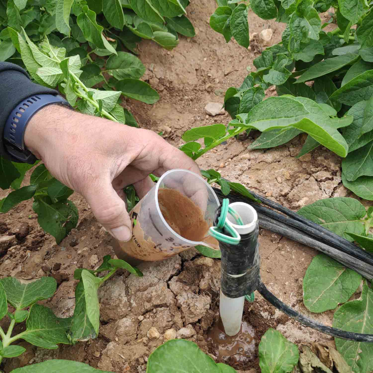 FINCA COLABORADORA PATATA_PROYECTO MICROMAR (9)